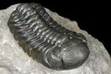 Austerops Trilobite - Nice Eye Facets #127014-3
